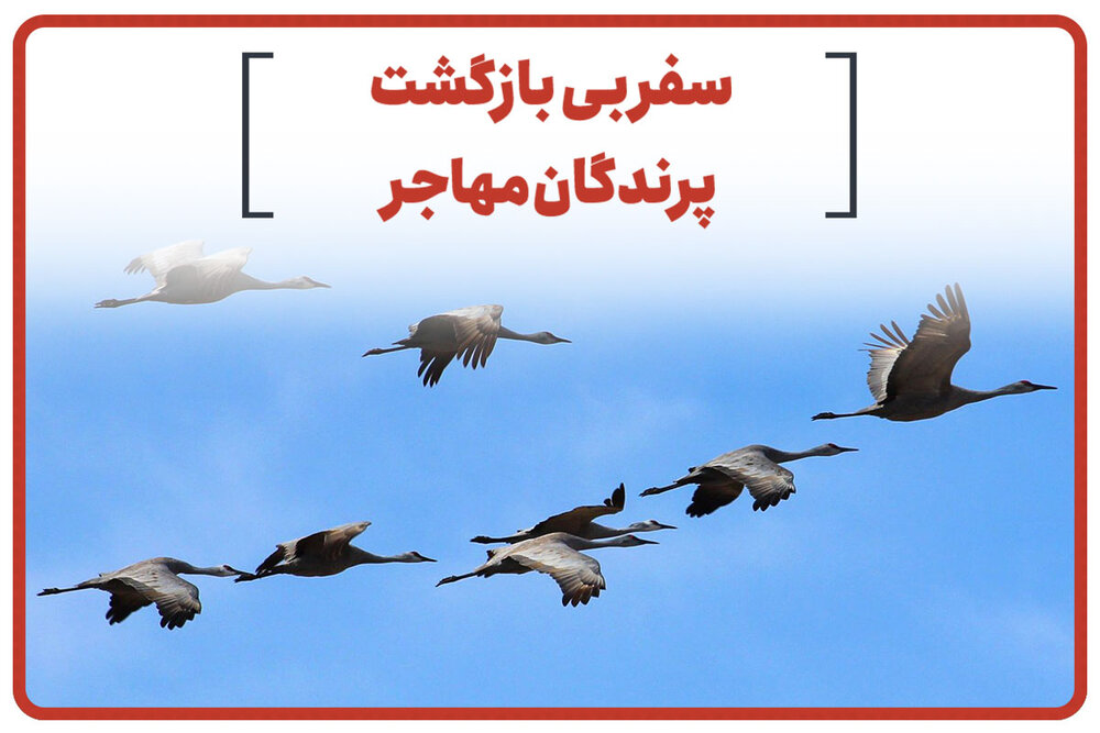 سفر بی بازگشت پرندگان مهاجر