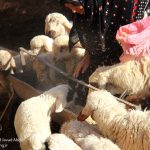 گناباد