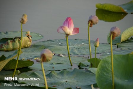 ثبت تالاب نیلوفر در فهرست آثار ملی