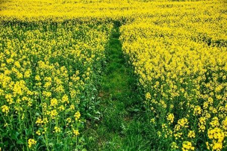 رونق گردشگری با احیای مزارع کشاورزی