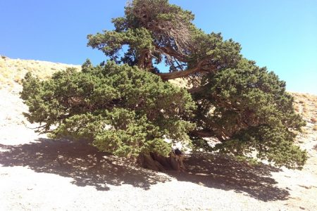 ۲ درخت کهن‌سال روستای ابرسج در فهرست میراث طبیعی ملی ثبت شد