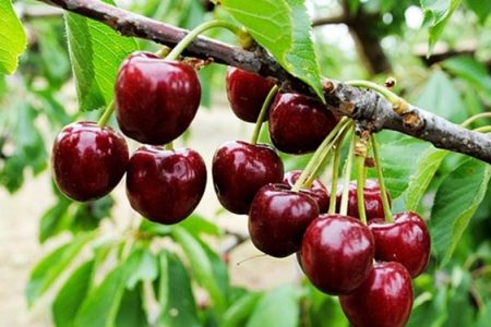 برداشت گیلاس از باغ‌های استان اردبیل