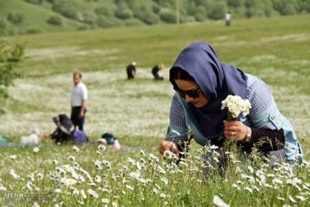 برگزاری نهمین جشنواره گل‌های بابونه در فندقلو