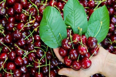 برداشت گیلاس از باغات روستای عیسی‌آباد