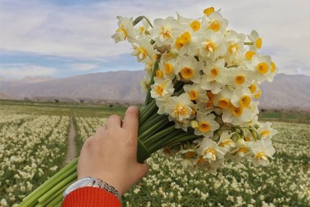 جشنواره «گل نرگس خفر» در تقویم ثبت شد