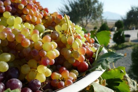 برگزاری رویداد گردشگری انگور در روستای معروف به روستای پرفسور بالتازار
