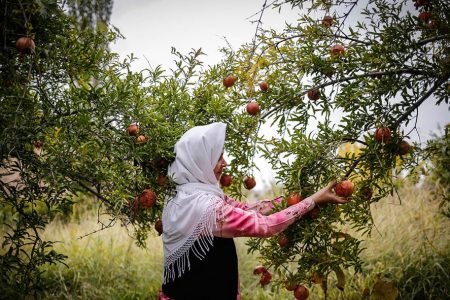 جشن انار گیلان به رویدادهای گردشگری پیوست