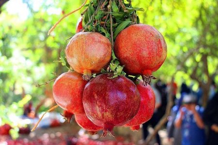 جشنواره انار درجزین به برند گردشگری تبدیل شد