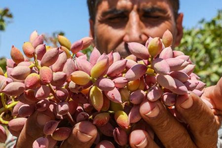 جشنواره پسته در دامغان برگزار می‌شود