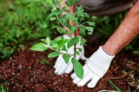 باغ موزه کشت نهال برای مسافران راه اندازی می‌شود