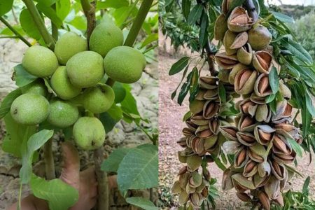برگزاری دومین جشنواره بادام و گردوی علی‌آباد