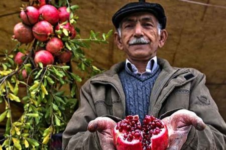۱۳ تور گردشگری همزمان با برپایی جشنواره انار در باغات شهرستان بجستان حضور یافتند