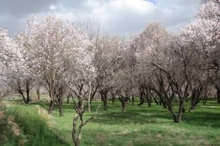 رونمایی از سند راهبردی باغستان سنتی قزوین صورت گرفت