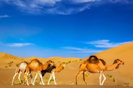 کویر ورزنه منظره‌ای زیبا برای تماشای تپه‌های شنی/ تصاویر