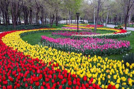 جشنواره لاله‌های کرج از ۲۰ فروردین ماه آغاز می‌شود
