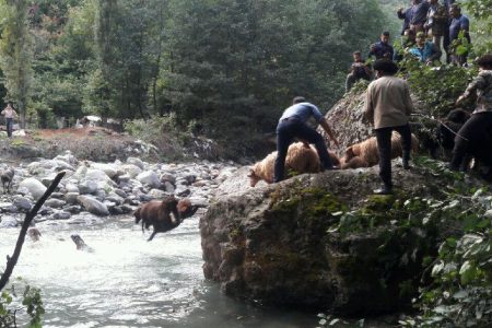آئین سنتی گوسفندشوران در انجدان برگزار شد