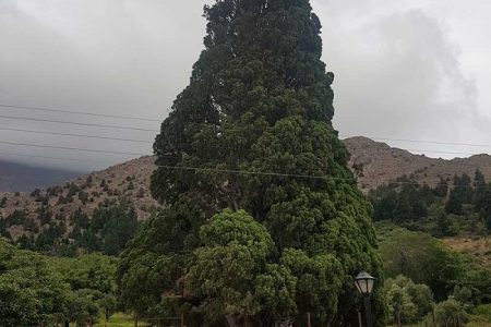اثر ملی و سمبل آزادگی گیلان، سرو ۳۰۰۰ ساله هرزویل