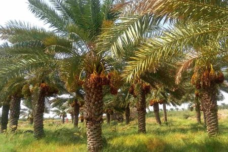 جشن شکرانه برداشت خرما در بافق برگزار شد